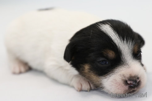 成約済の神奈川県のジャックラッセルテリア-281315の3枚目